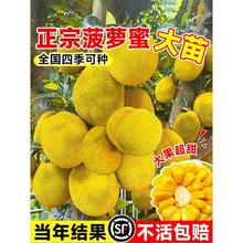 菠萝蜜树树苗嫁接果树果苗四季水果苗室内外庭院盆栽种苗耐寒榴莲