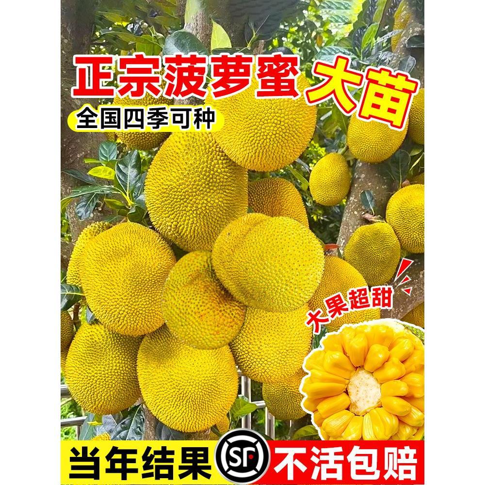 菠萝蜜树树苗嫁接果树果苗四季水果苗室内外庭院盆栽种苗耐寒榴莲