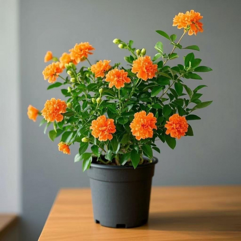 바이브런트 오렌지 [더블 플랩 향]