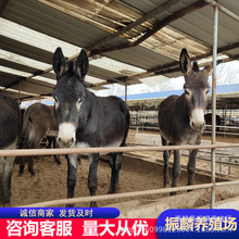 内蒙肉驴价格 200斤肉驴价格 德州驴 华北驴 乌头驴养殖场