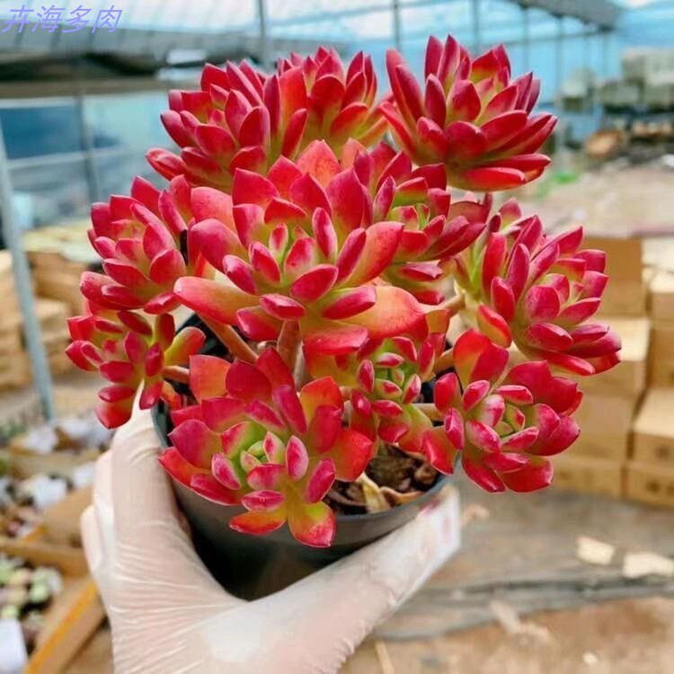 多肉植物室内带盆组合小盆栽精品名贵玉露老桩大颗好养活花卉绿植