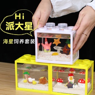 [Starfish Breeding Package] Haiyan Starfish Living Mini Marine Life Gypsophila Desktop Pet Zhao's Money