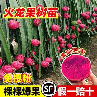 �t�Ļ������޽ӹ��������ϱ����ļ��Nֲˮ�������̨ͥԺ����Y��