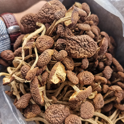 Yunnan specialty farmhouse tea tree mushroom dry goods sulfur-free non-opening tea mushroom non-special grade shiitake mushrooms specialty fungi