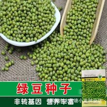 绿豆种子高产早熟 45天原种 绿豆特级特一级矮杆大荚大粒蔬菜种子