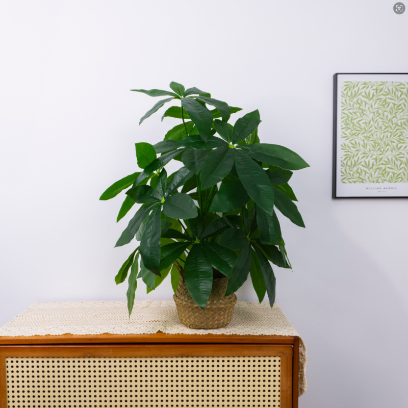 モンステラ 大型鉢植え 水耕栽培 大葉植物 古い杭 リビングルーム 大型緑の植物 花 オフィス オープンバックで富を引き寄せる|undefined