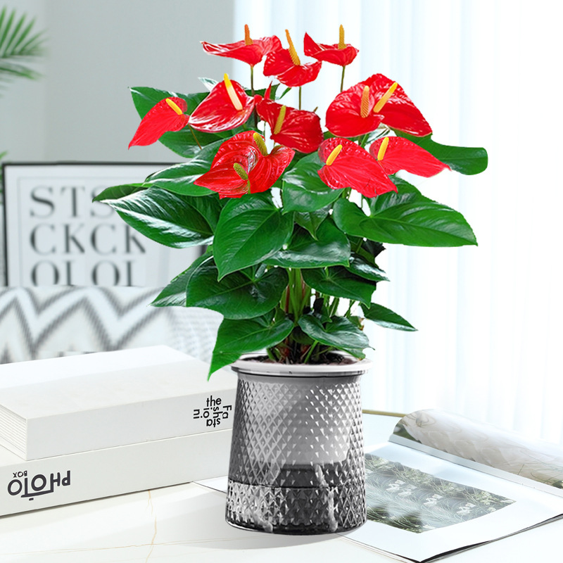 [핫 추천] 특급 안스리움 + 별이 빛나는 자흡식 세면대 + 영양액