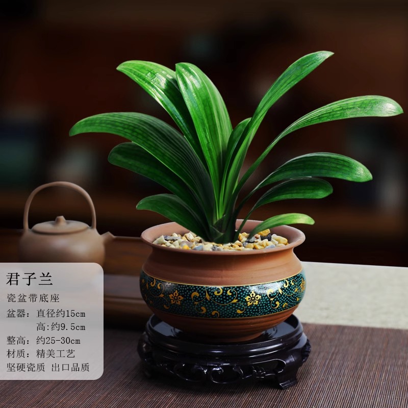 四季君子兰盆栽带花苞小苗花卉植物室内易活绿植水培好养多肉大全