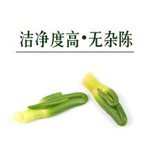 湘潭连子芯茶叶泡水的功效新货莲子芯茶连心荼连子芯