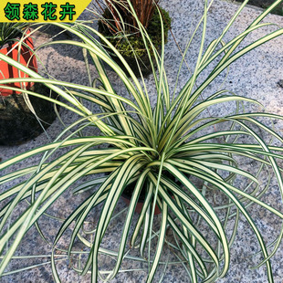 Ornamental Grass Base, Golden Leafy Carex, Golden Leafy Calamus Price, Park Community Landscaping Grass Flowers