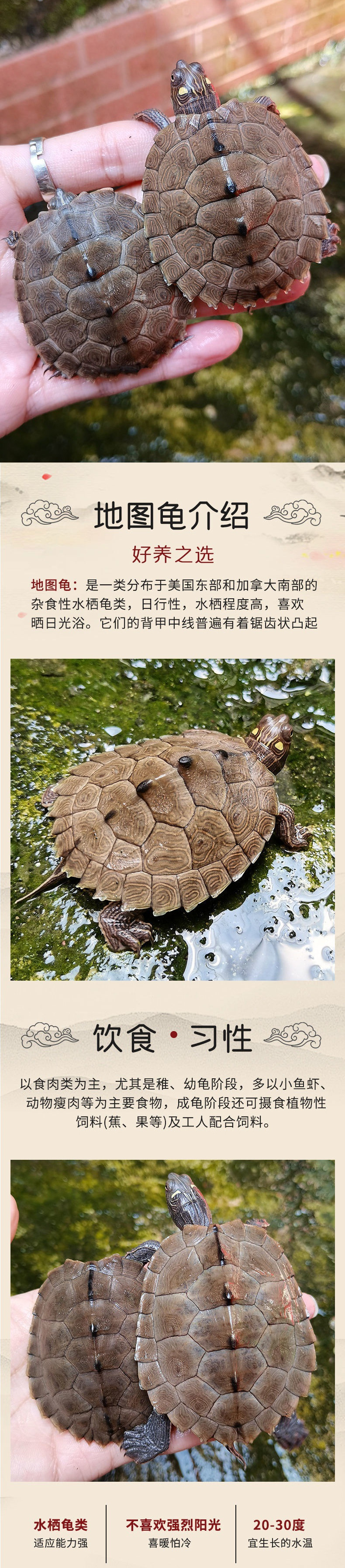 地图苗龟活体深水龟观赏小乌龟活体小宠物密西西比地图黑瘤地图龟-阿里巴巴