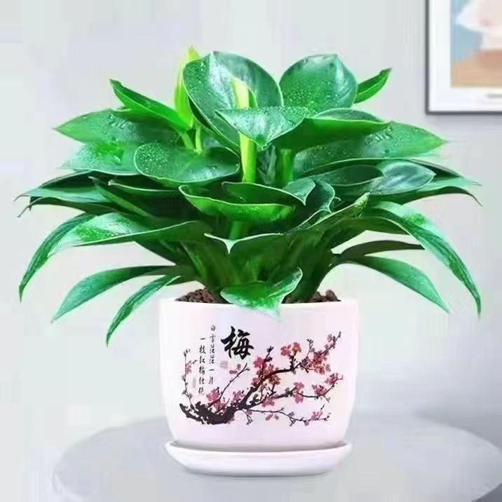 3개의 황금 다이아몬드 20-30CM+자두 냄비+비료