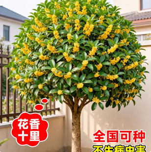 �ļ��𻨘����Ի����ļ��_�������҃��̨�����ͻ����辰�Gֲ��