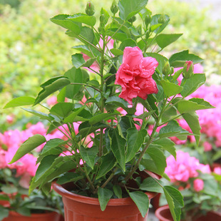 ��ɣ�����ļ��׷N�̨����������ֲ��������Ի���ܽ�ش��玧��