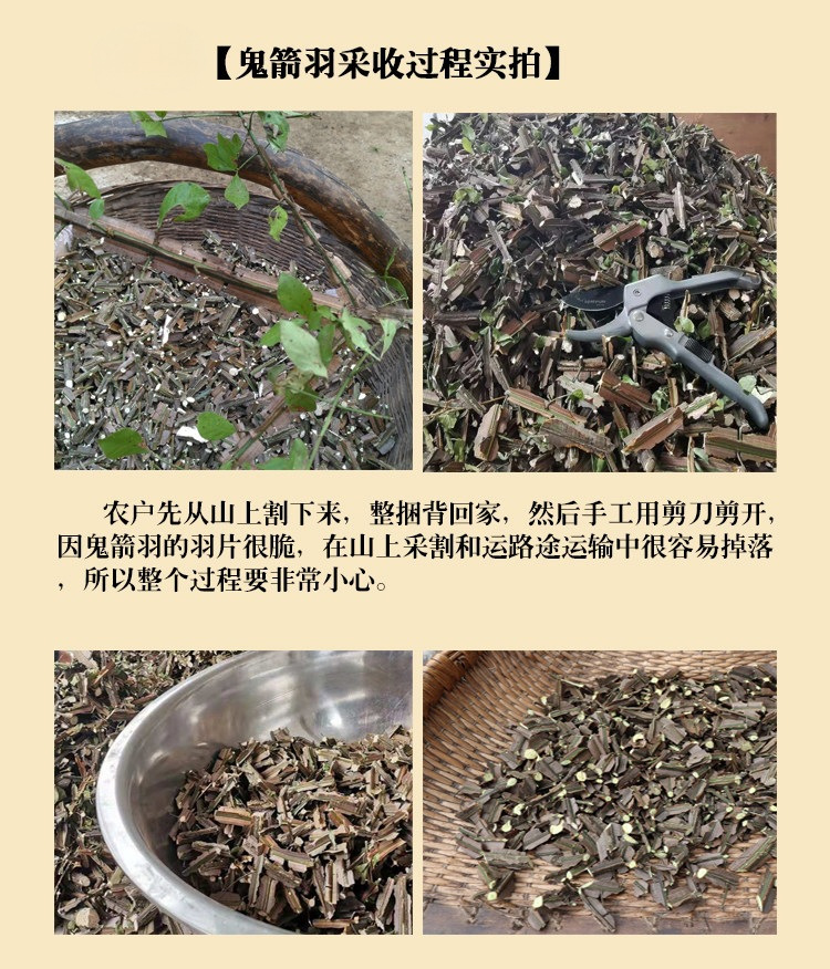 Gui Jian Yu Ghost Arrow Feather Dried Herb Wei Mao Euonymus Branches Wild Qinling Quality 500g quality and texture