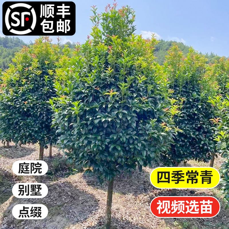 一件代发桂花树苗大树浓香八月黄金桂丹桂地栽室外耐寒四季桂绿化