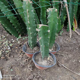 仙人柱植物掌科火龙果三角柱苗嫁接类多肉绿植盆栽室内阳台种植