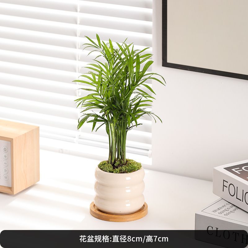 【6个6色】多肉花盆陶瓷创意简约个性小清新流釉阳台多肉花盆|undefined