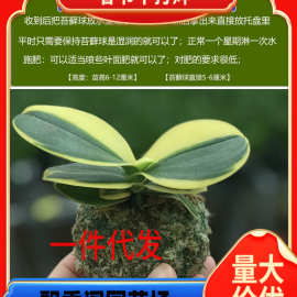 一件代发金边迷你金叶咖啡蝴蝶兰苔藓球冬季带花苞可水培室内花卉