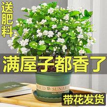 茉莉花苗盆栽带花苞九里香老桩驱蚊水培花卉绿植物室内栀子花好结