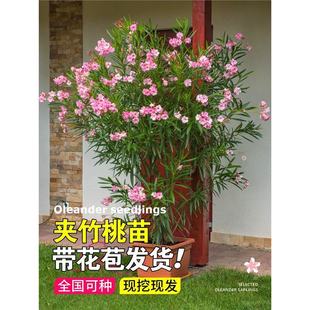 �A���Ҙ��������҃������~����༾�_����ͥԺ�h��Ժ���G��ֲ��