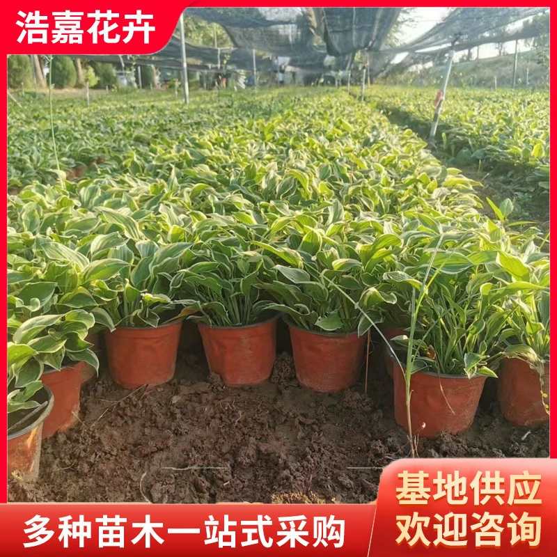 Кормушка для маленьких рассады варегированной хосты, фиолетовой хосты, водных растений для озеленения двора и декоративных цветов, хосты с золотистыми краями.