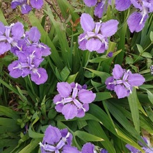 鸢尾花苗庭院绿化工程花卉苗木多年生小区别墅园林造景花草绿植物