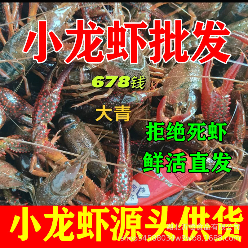 Live Crayfish Wholesale, Medium-Sized Fresh Shrimp, Small Fresh Green Shrimp in Stock, Live Shrimp for Restaurant Use, Non-Qianjiang