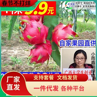 一件代发特大火龙果苗盆栽燕窝火龙果树苗红白心火龙果苗四季自家