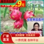 自家四季特大盆栽树苗