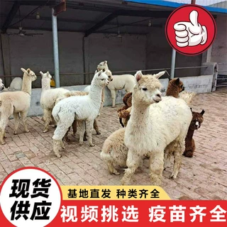 山东养殖场出售景区观赏可投喂羊驼宠物租赁 羊驼活体幼崽小宠物