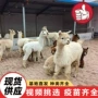 山东观赏景区活体宠物