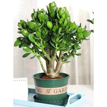 ��������Ϙ����~�t߅�����羫Ʒ����ֲ����w���B�҃Ȼ��ܾGֲ