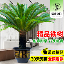 �F�����Թ�ĸһ����լ�����T�ھGֲ�Ϙ��辰�_�I�ͶY���w���Bֲ��