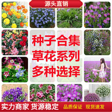 草花种子满天星孔雀草六倍利美女樱阳台室内盆栽观花卉植物种籽孑