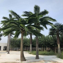 保鮮戶外裝飾綠植道具仿真葵樹椰子樹棕櫚樹盆栽熱帶大型彎桿落地