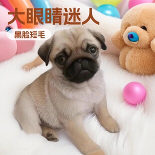 ��Ę��ë���BС��Ȯ���w���ﹷ���N���͹��͸�Ȯ��ȮС���ȴ�