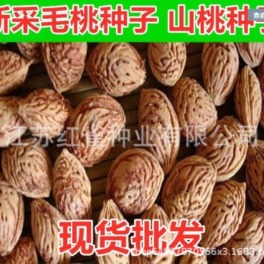 新采毛桃种子桃树毛桃核大桃桃桃核桃树核 树种子包邮