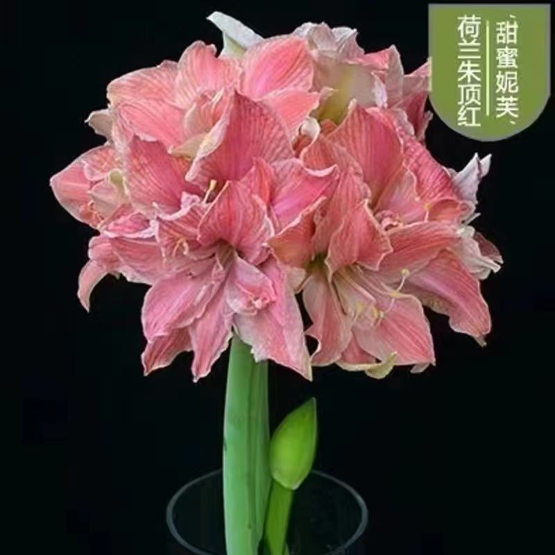 달콤한 네프★★