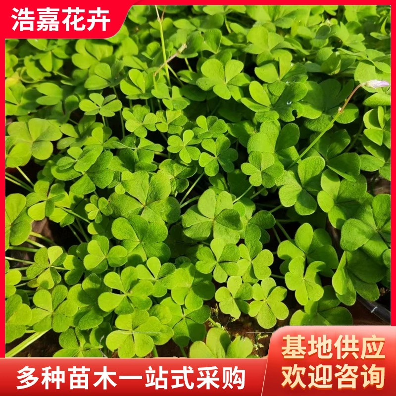 Красный цветок, растение в горшке, красный цветок, зеленый лист, двор, газон, цветок, листва, клумба, многолетнее растение, красный цветок, рассада