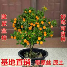 �����ļ���Ƥ��ێ�������С��ۘ��ʳ�õ��������ϱ����̨�Nֲ