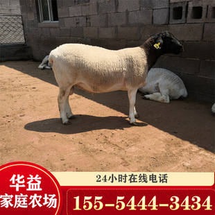 Du Bo Mian Sheep Land Powed взрослые EWK Cold Lamb Price Lamb Miao обеспечивает технологии размножения