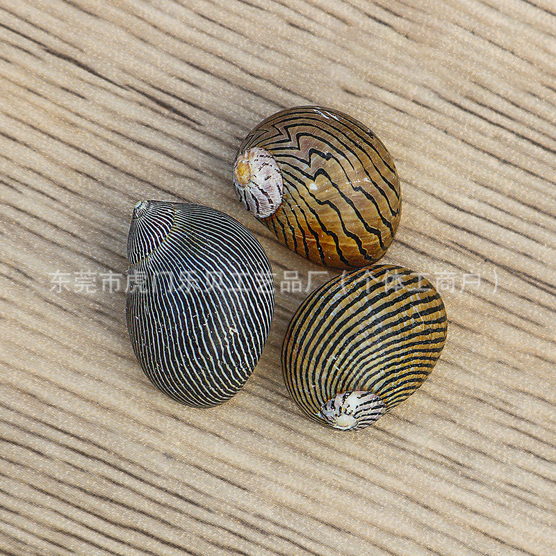 Concha Daquan natural con cera de pescado, materiales decorativos mediterráneos DIY al por mayor