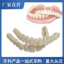 仿真假牙 外贸热卖 双排塑料假牙模型  口腔教学材料