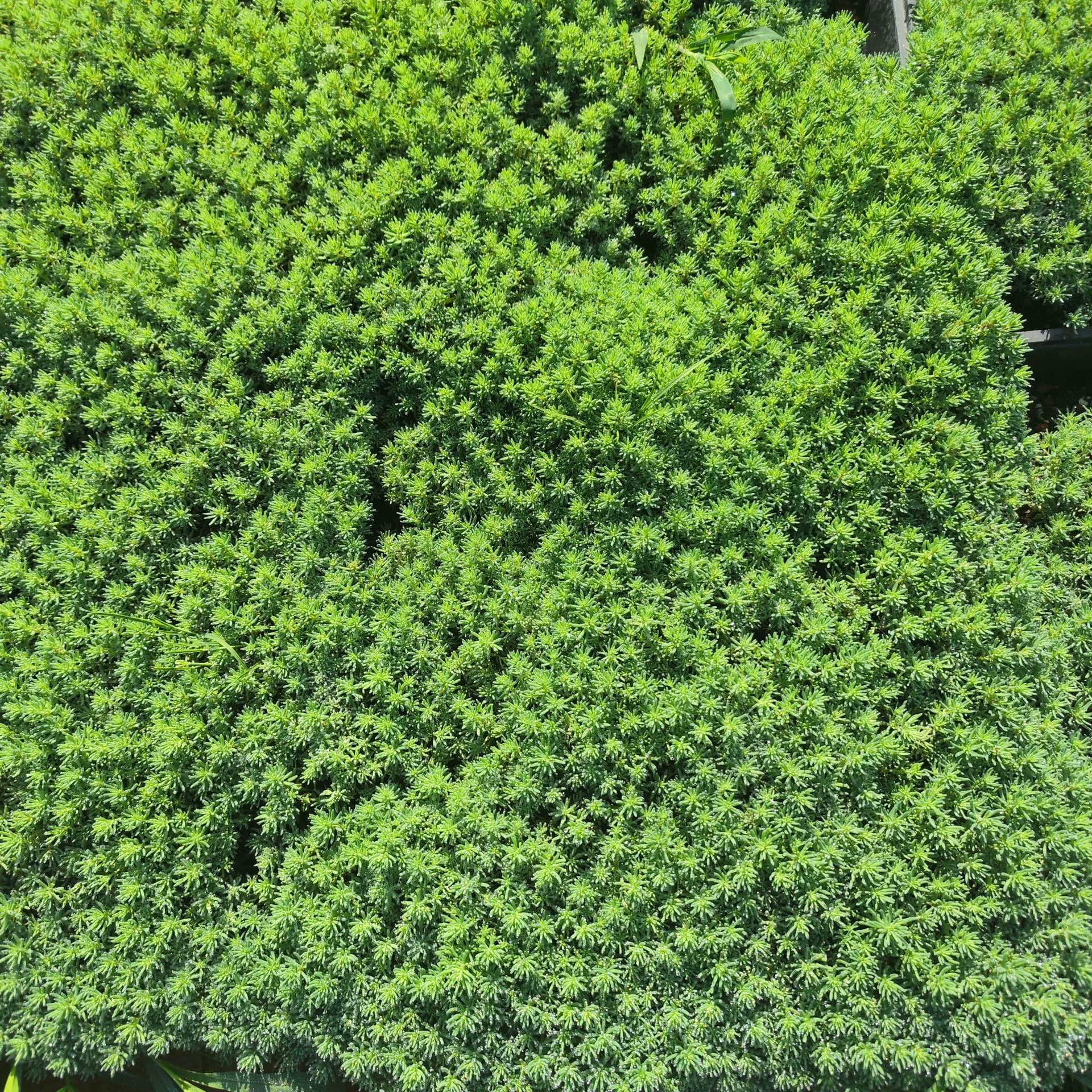 Многолетнее растение Седум Горшечное растение зеленое растение открытый сад листовое почвопокровное Растение многолетнее квадратное пластинчатое рассада