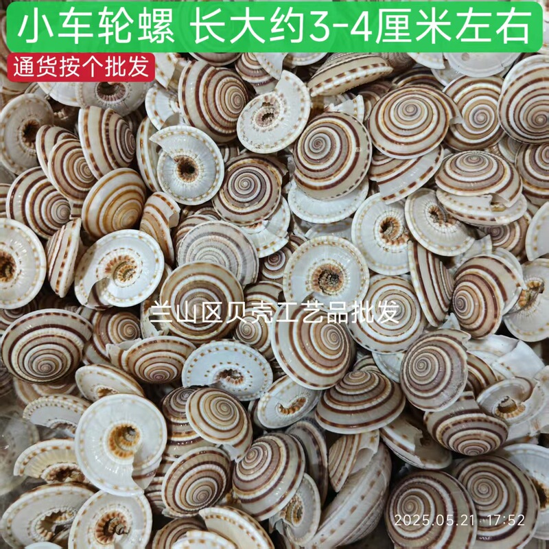 ホイールカタツムリ天然貝巻貝ルームクリエイティブ装飾品水槽水族館造園装飾標本コレクション|undefined