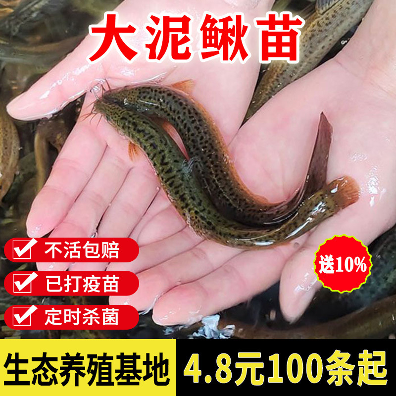 Taiwan live turtle aquarium Loach feed feeding ornamental fish freshwater fish fry ornamental fish fresh Loach Fresh round