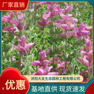 ����ֱ�N����L�� ��β�� ��β�� ���  ˮ��ֲ�� �ݻ��ر�ֲ��