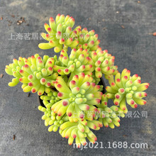 八千代多肉植物 八千代多肉植物品牌 图片 价格 八千代多肉植物批发 阿里巴巴