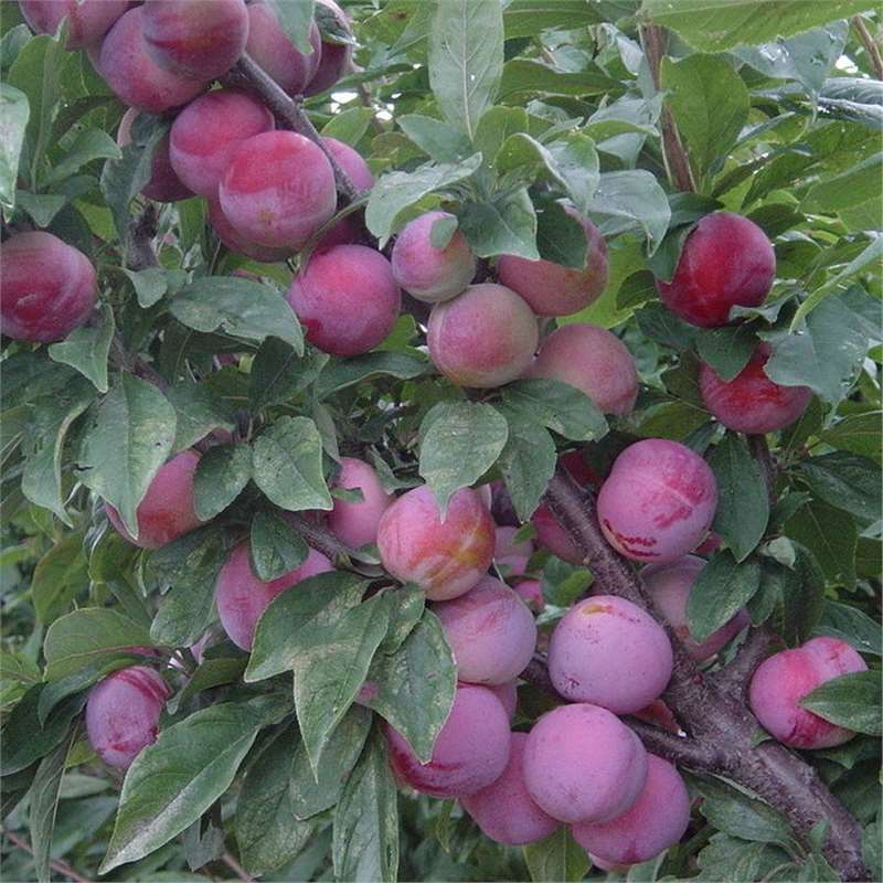 Cross-border prune seeds plum seeds fruit seeds